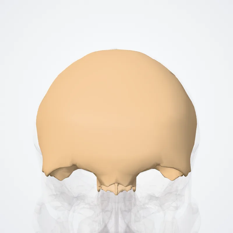 Frontal bone (Os frontale) highlighted in a 3D model of the human body