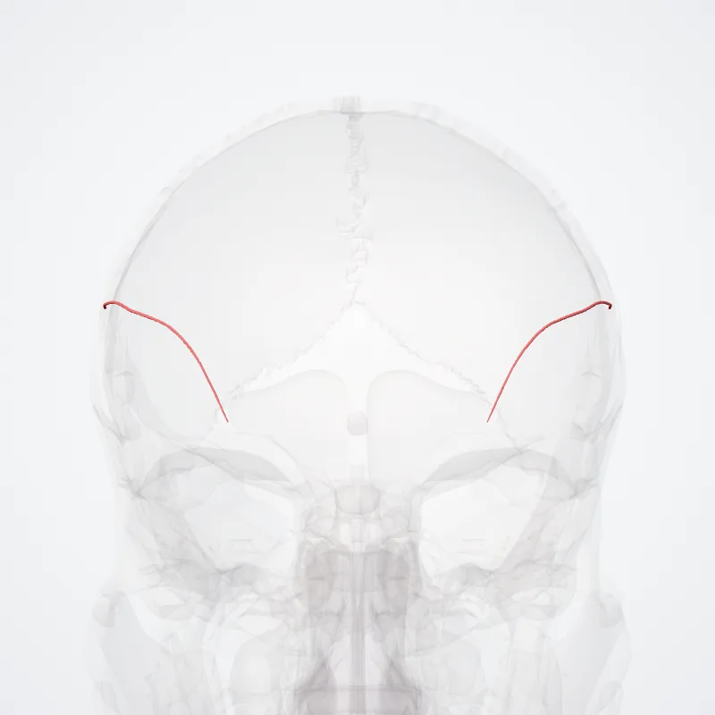 Ramus fontale arteriae temporalis superficialis (Frontal branch of superficial temporal artery) hervorgehoben in einem 3D-Modell des menschlichen Körpers