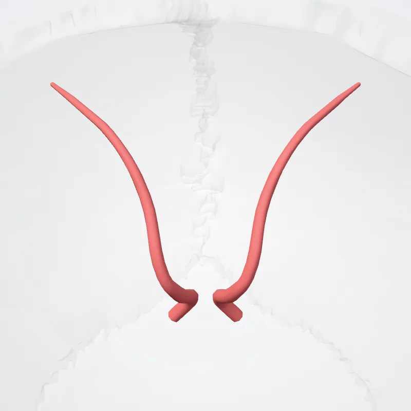 Rami frontales arteriae callosomarginal (Frontal branches of callosomarginal artery) hervorgehoben in einem 3D-Modell des menschlichen Körpers