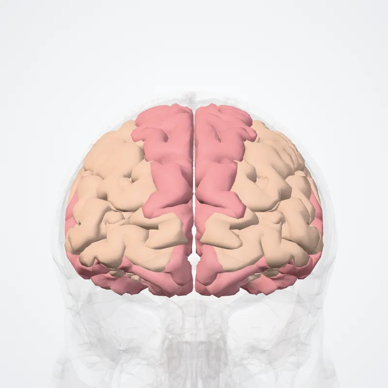 Frontal lobe (Lobus frontalis) highlighted in a 3D model of the human body