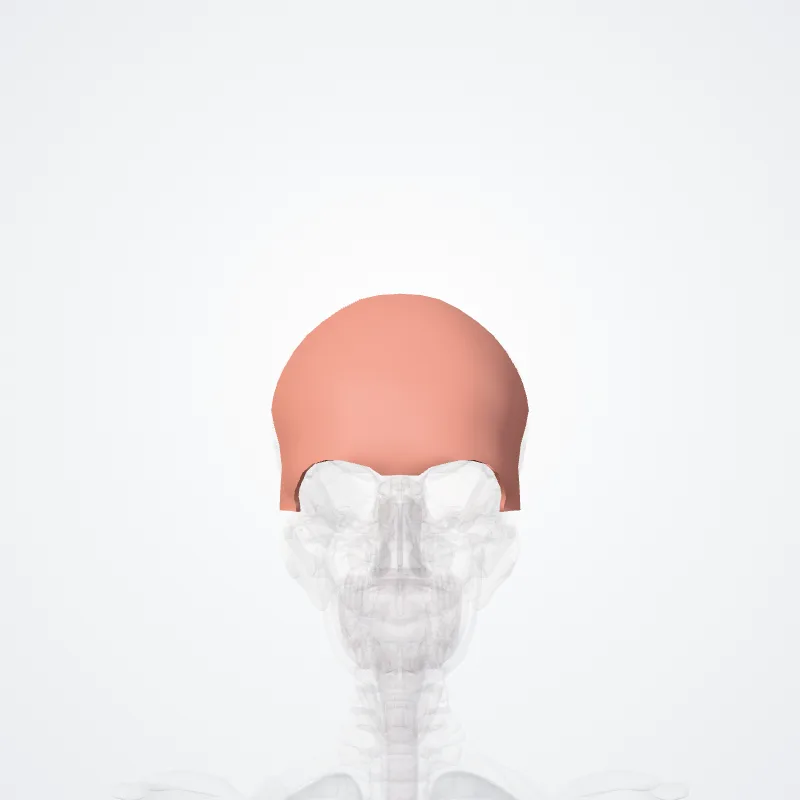 Regio frontalis (Frontal region) hervorgehoben in einem 3D-Modell des menschlichen Körpers