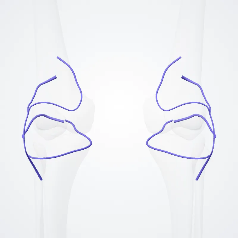 Venae geniculares (Genicular veins) hervorgehoben in einem 3D-Modell des menschlichen Körpers