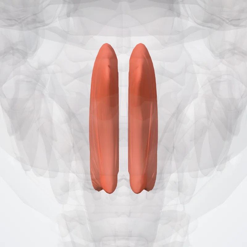Genioglossus muscle (Musculus genioglossus) highlighted in a 3D model of the human body