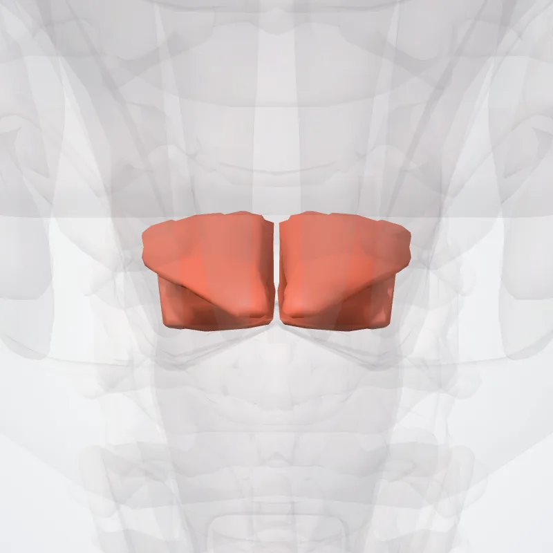 Musculus geniohyoideus (Geniohyoid muscle) hervorgehoben in einem 3D-Modell des menschlichen Körpers