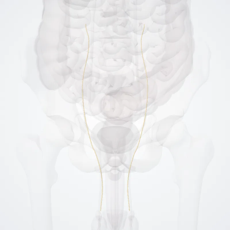 Genital branch of genitofemoral nerve (Ramus genitalis nervi genitofemoralis) highlighted in a 3D model of the human body