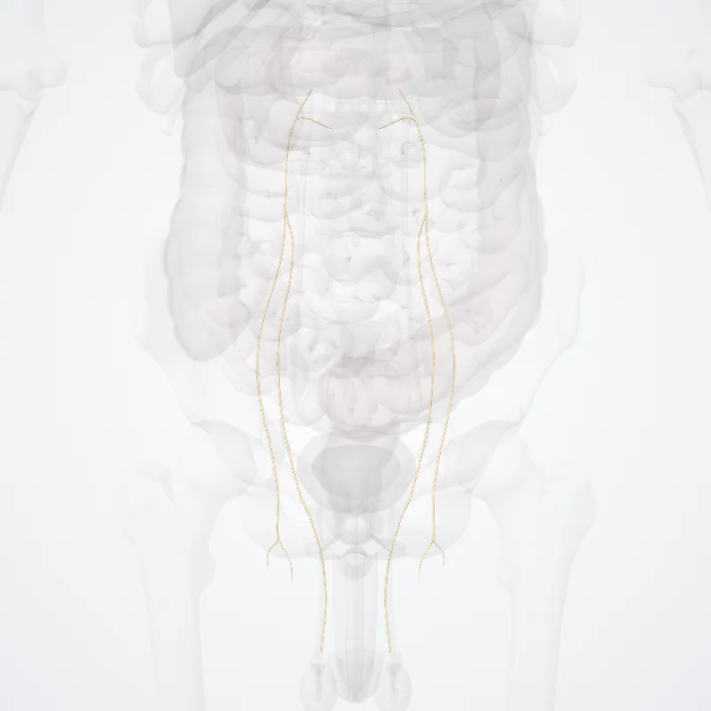 Nervus genitofemoralis (Genitofemoral nerve) hervorgehoben in einem 3D-Modell des menschlichen Körpers