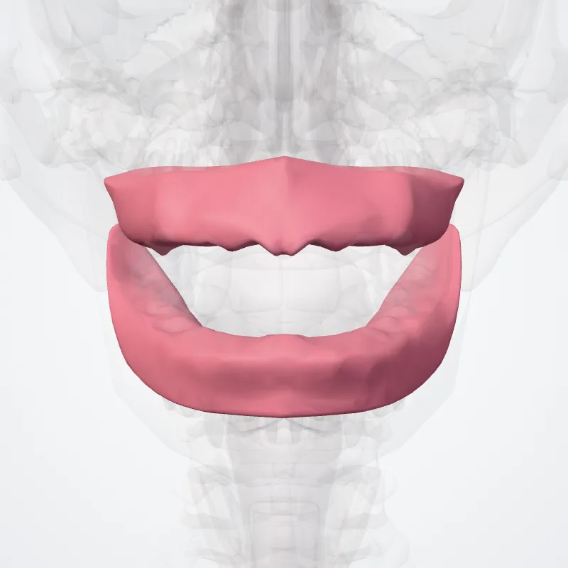 Gingiva hervorgehoben in einem 3D-Modell des menschlichen Körpers