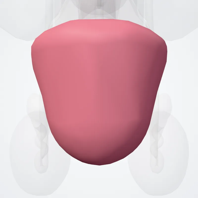 Glans penis highlighted in a 3D model of the human body