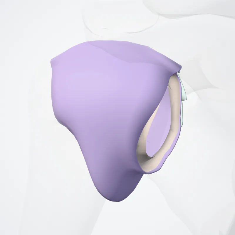 Glenohumeral joint (Articulatio glenohumeralis) highlighted in a 3D model of the human body
