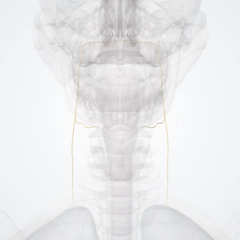 Nervus glossopharyngeus (IX) (Glossopharyngeal nerve (IX)) hervorgehoben in einem 3D-Modell des menschlichen Körpers