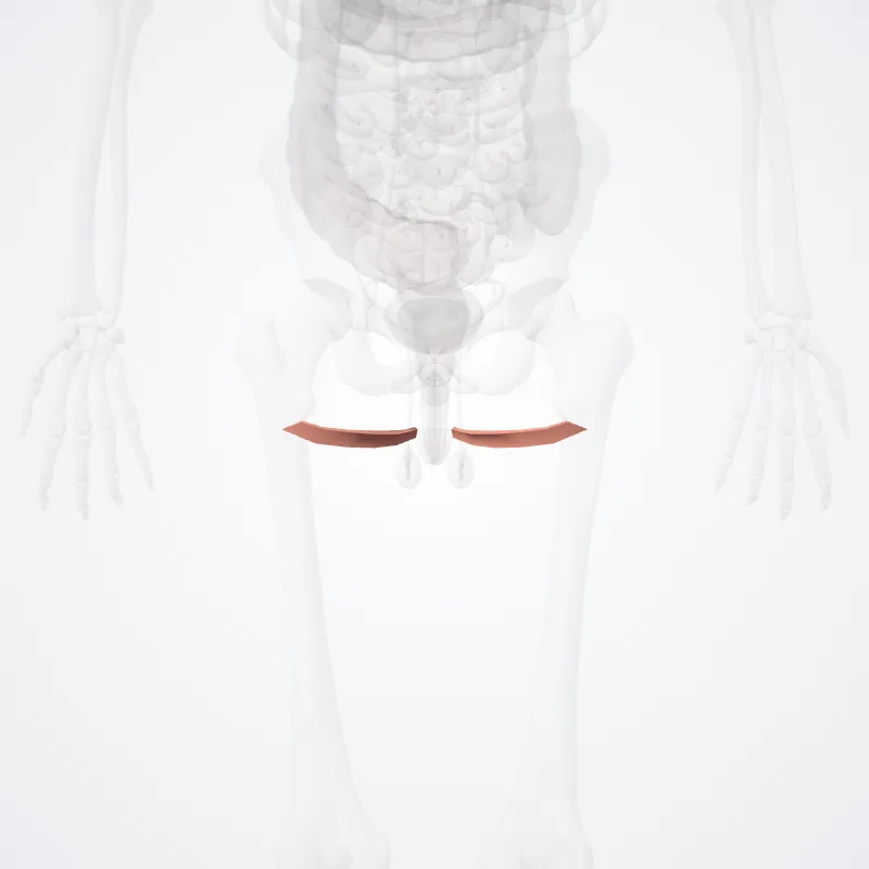 Sulcus gluteus (Gluteal fold) hervorgehoben in einem 3D-Modell des menschlichen Körpers