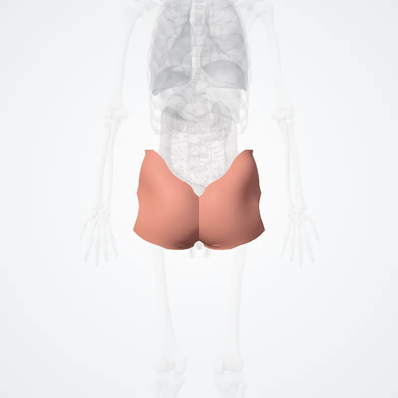 Regio glutea (Gluteal region) hervorgehoben in einem 3D-Modell des menschlichen Körpers