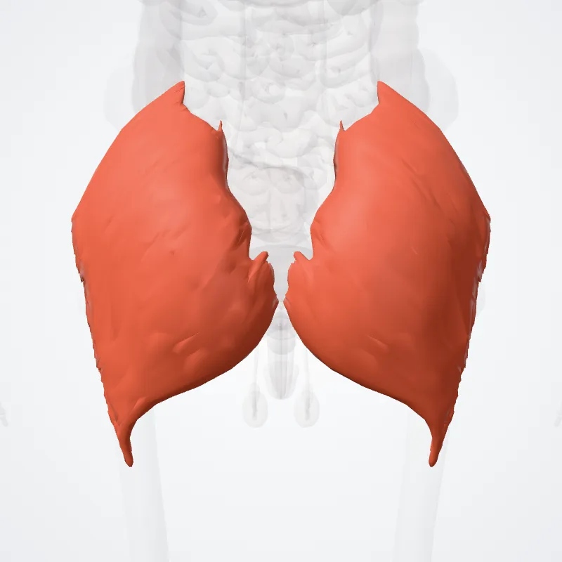 Musculus gluteus maximus (Gluteus maximus muscle) hervorgehoben in einem 3D-Modell des menschlichen Körpers
