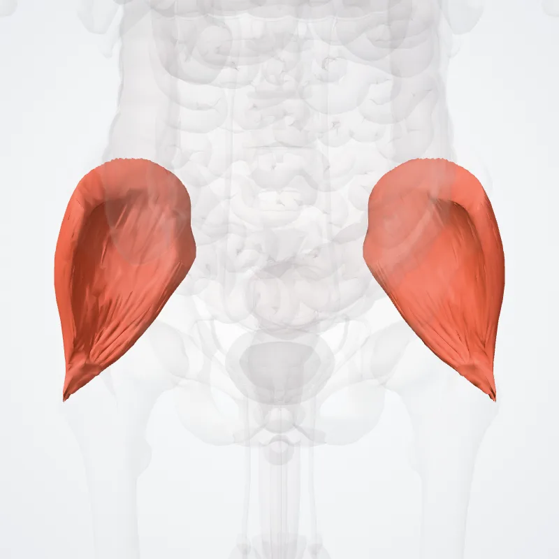 Musculus gluteus medius (Gluteus medius muscle) hervorgehoben in einem 3D-Modell des menschlichen Körpers
