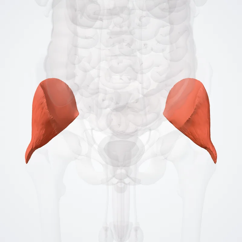 Gluteus minimus muscle (Musculus gluteus minimus) highlighted in a 3D model of the human body