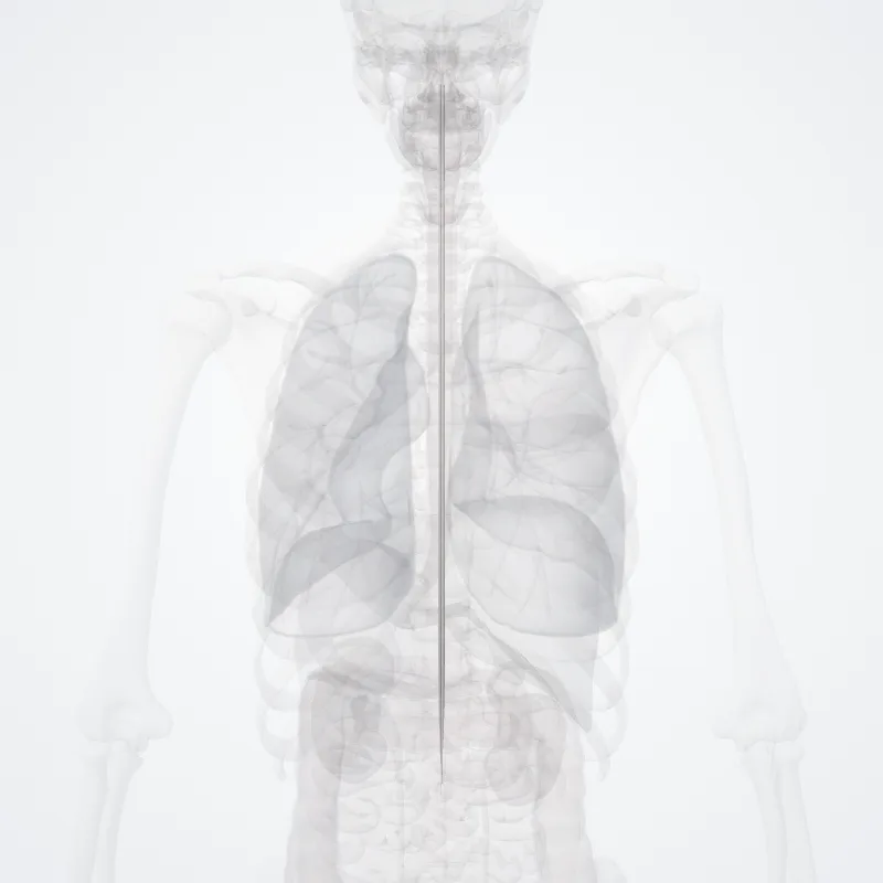 Gracile fasciculus (Fasciculus gracilis) highlighted in a 3D model of the human body