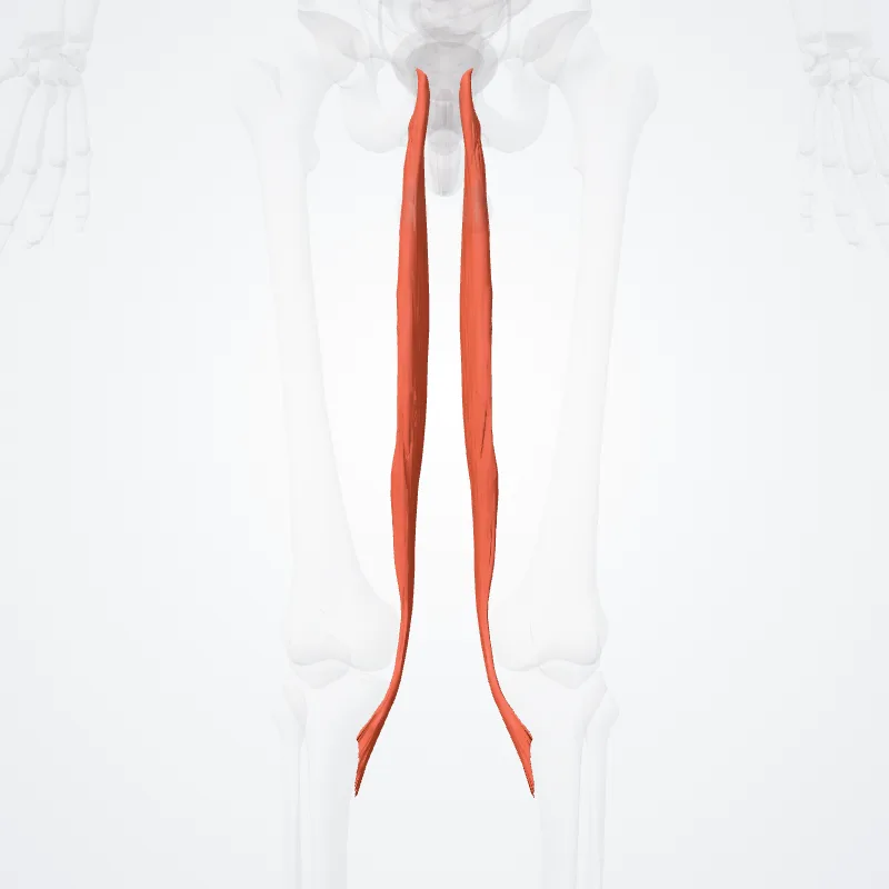 Gracilis muscle (Musculus gracilis) highlighted in a 3D model of the human body