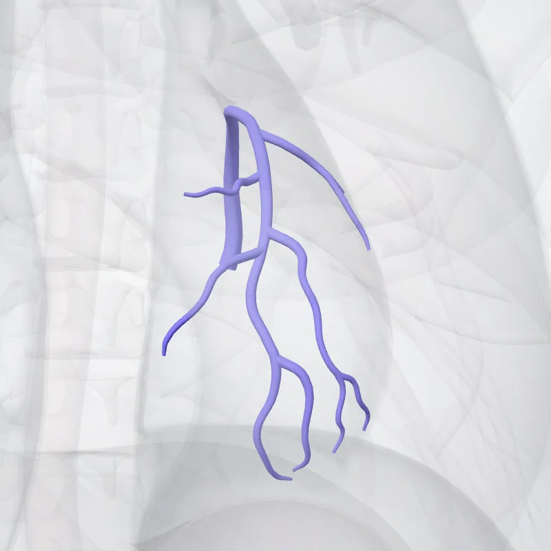 Great cardiac vein (Vena magna cordis) highlighted in a 3D model of the human body