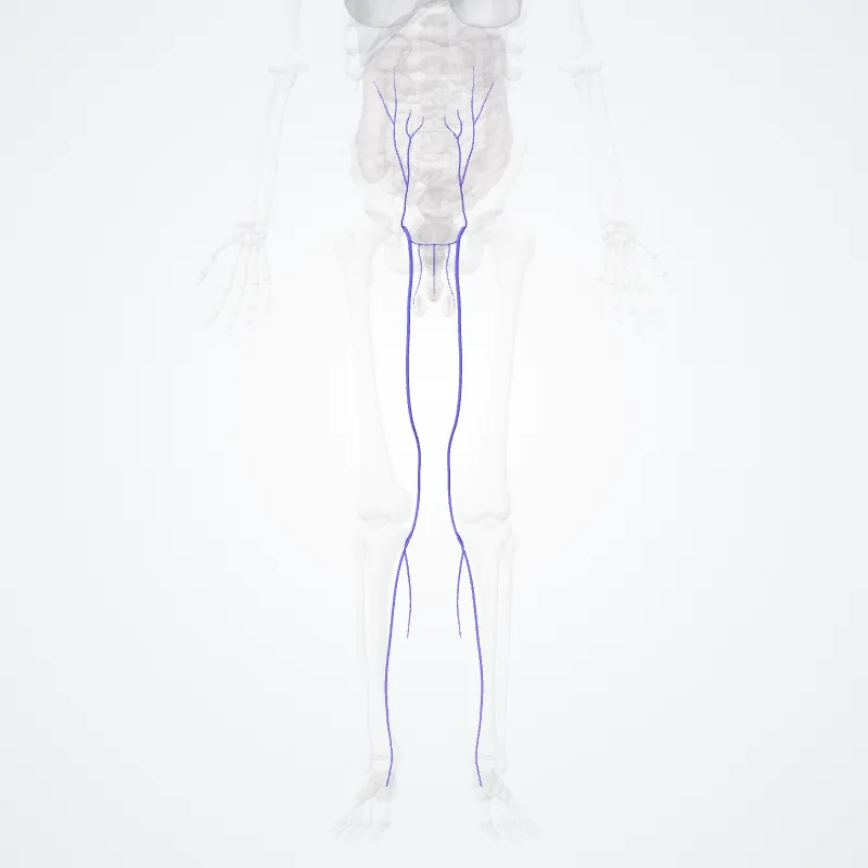 Vena saphena magna (Great saphenous vein) hervorgehoben in einem 3D-Modell des menschlichen Körpers