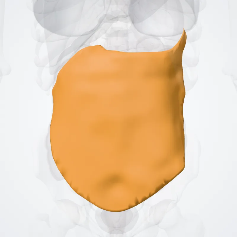 Omentum maius (Greater omentum) hervorgehoben in einem 3D-Modell des menschlichen Körpers