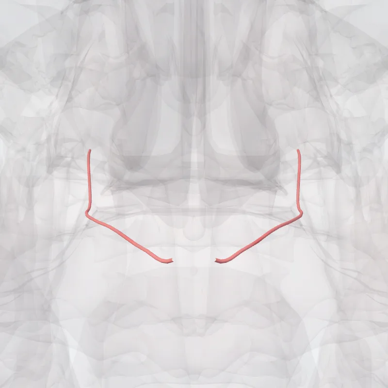Greater palatine artery (Arteria palatina major) highlighted in a 3D model of the human body