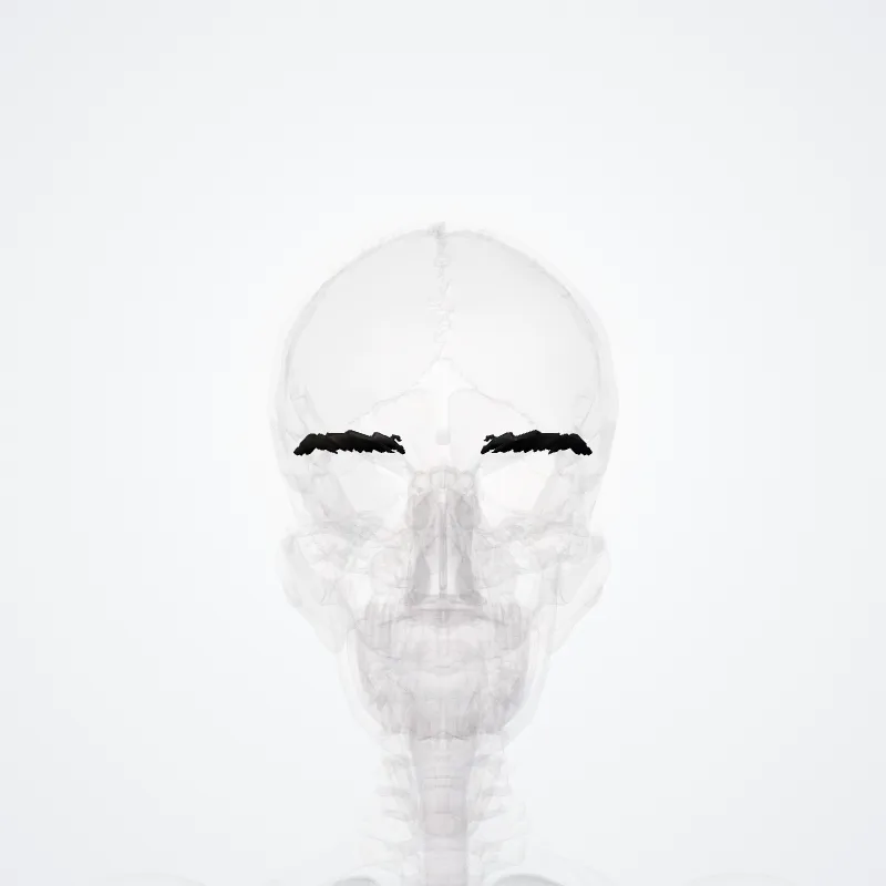 Hairs of eyebrow (Pili supercilii) highlighted in a 3D model of the human body