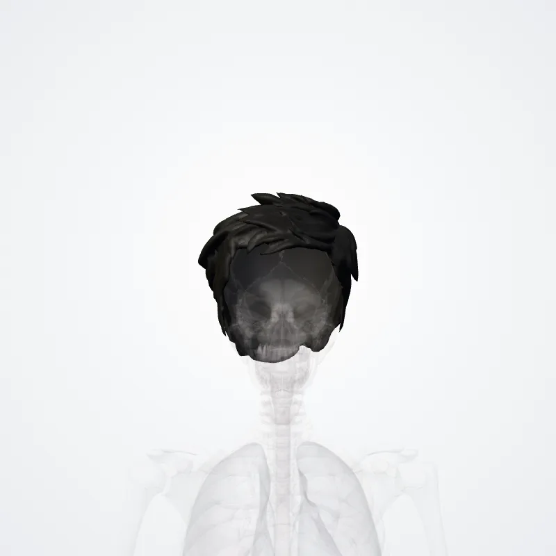Hairs of head (Capilli) highlighted in a 3D model of the human body
