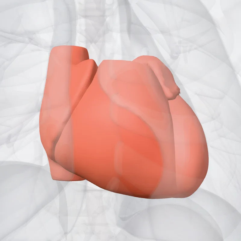 Heart (Cor) highlighted in a 3D model of the human body