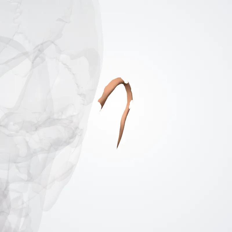 Helix hervorgehoben in einem 3D-Modell des menschlichen Körpers