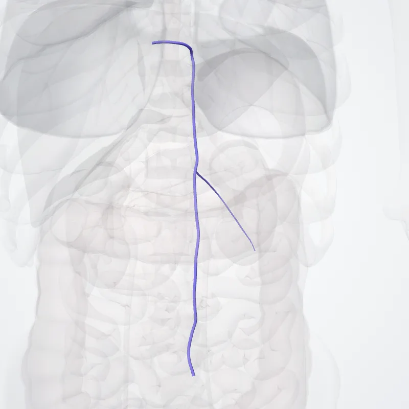Vena hemiazyga (Hemi-azygos vein) hervorgehoben in einem 3D-Modell des menschlichen Körpers
