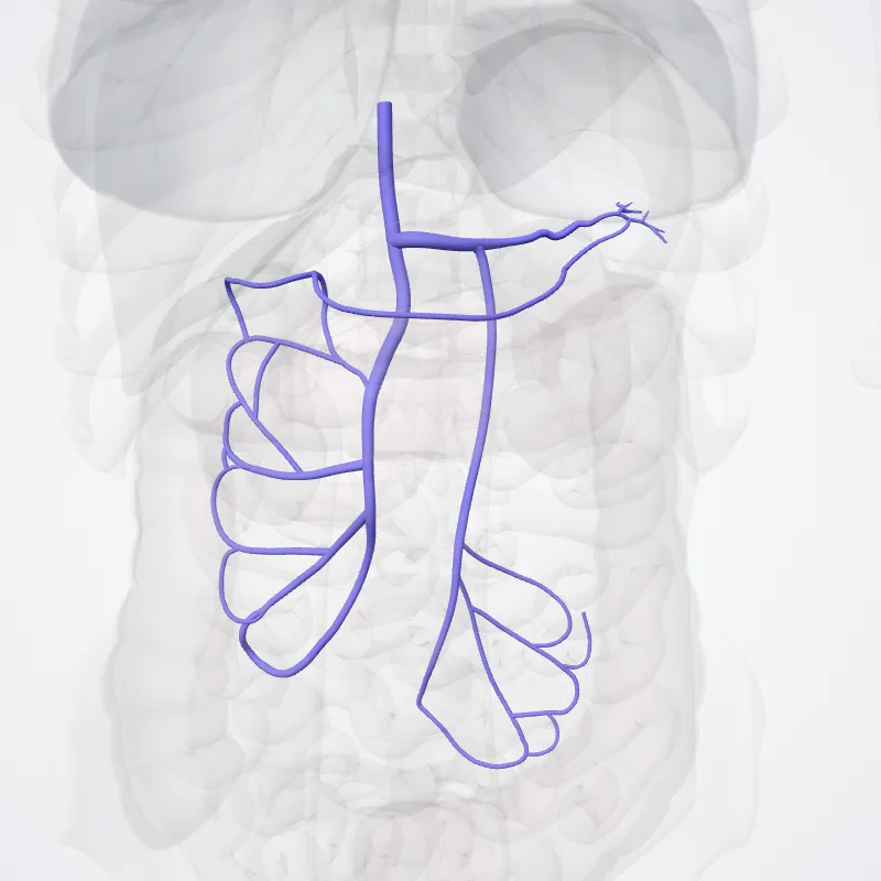 Hepatic portal vein (Vena portae hepatis) highlighted in a 3D model of the human body