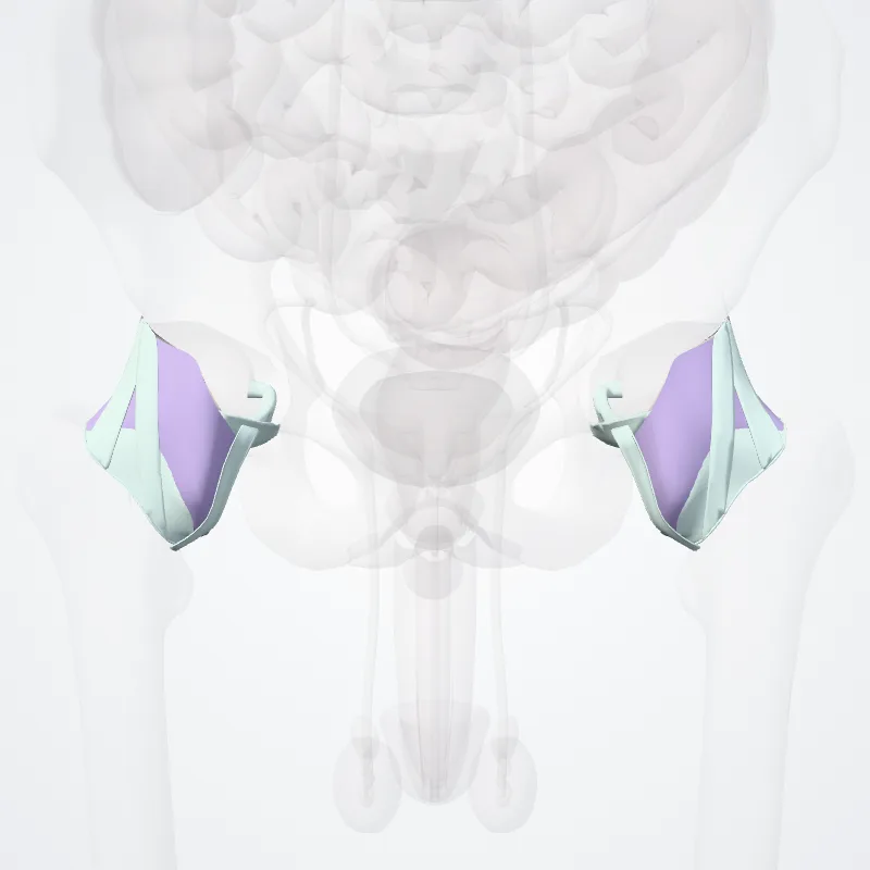 Hip joint (Articulatio coxae) highlighted in a 3D model of the human body