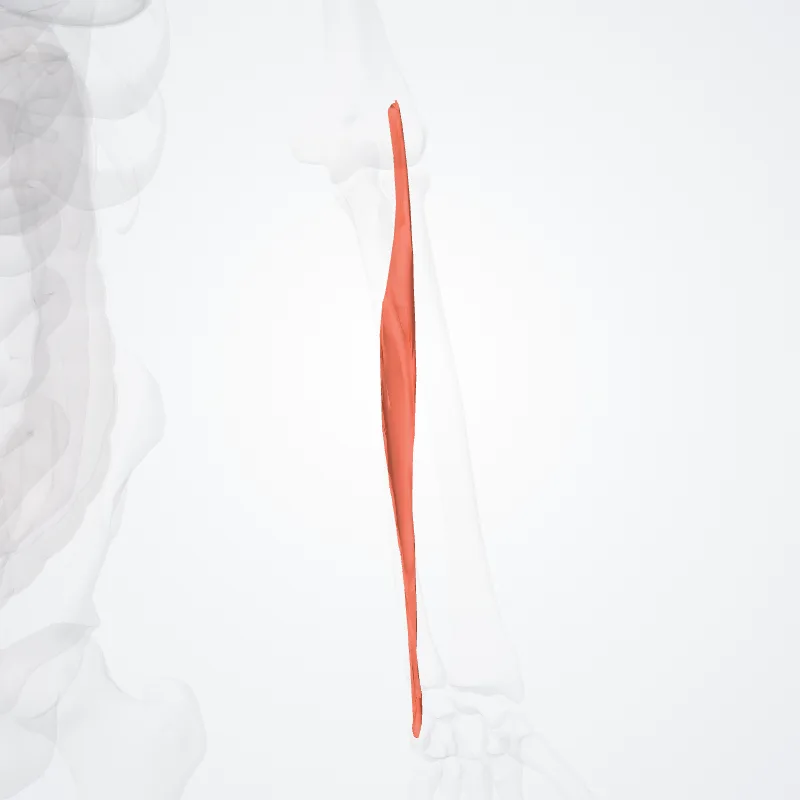 Humeral head of extensor carpi ulnaris (Caput humerale extensoris ulnaris carpi) highlighted in a 3D model of the human body