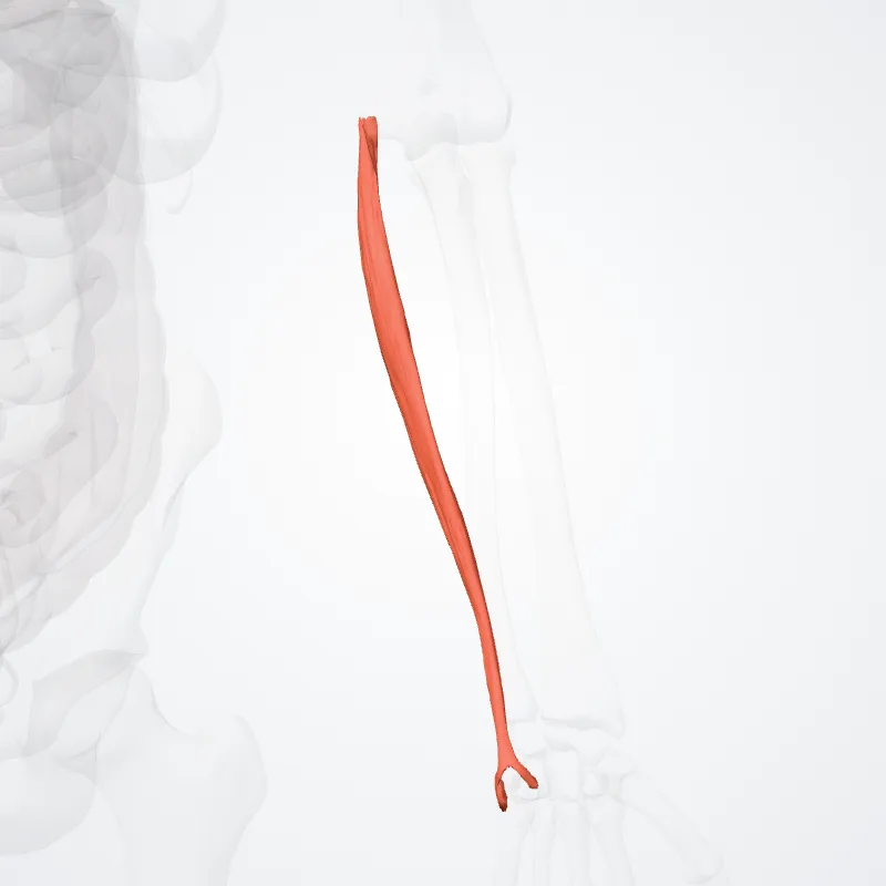Humeral head of flexor carpi ulnaris (Caput humerale flexoris ulnaris carpi) highlighted in a 3D model of the human body