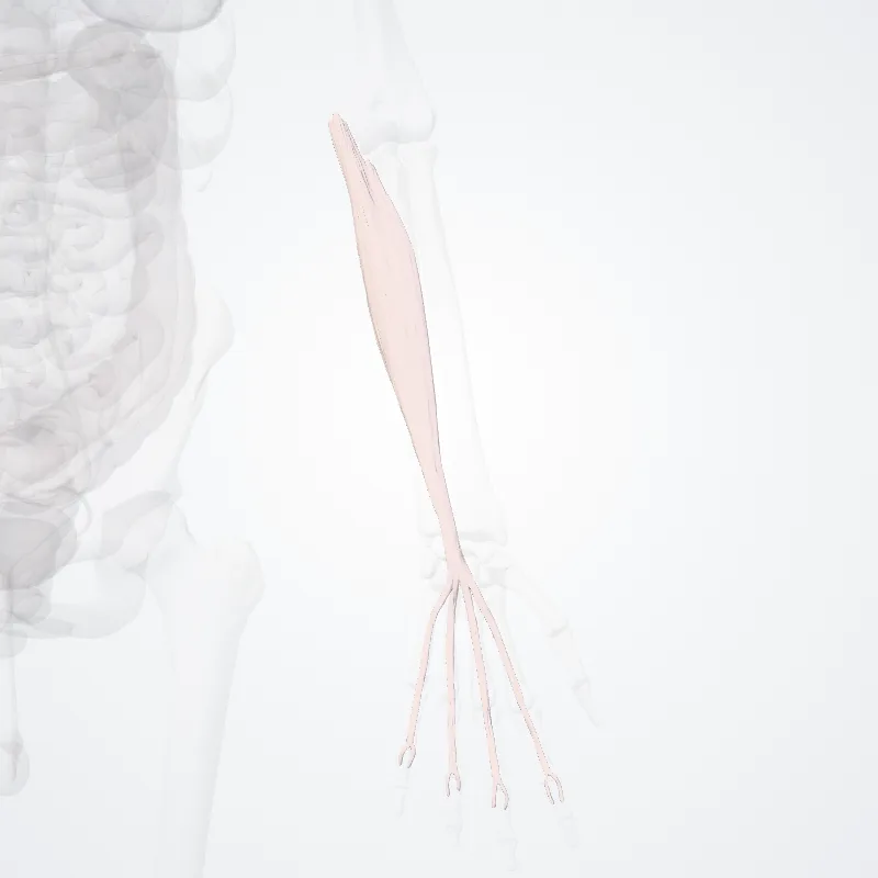 Caput humeroulnare flexoris superficialis digitorum (Humero-ulnar head of flexor digitorum superficialis) hervorgehoben in einem 3D-Modell des menschlichen Körpers