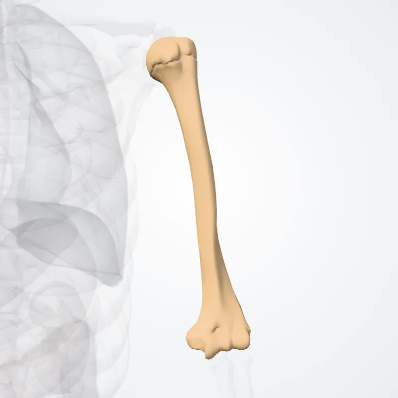 Humerus hervorgehoben in einem 3D-Modell des menschlichen Körpers