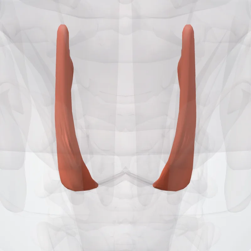 Musculus hyoglossus (Hyoglossus muscle) hervorgehoben in einem 3D-Modell des menschlichen Körpers