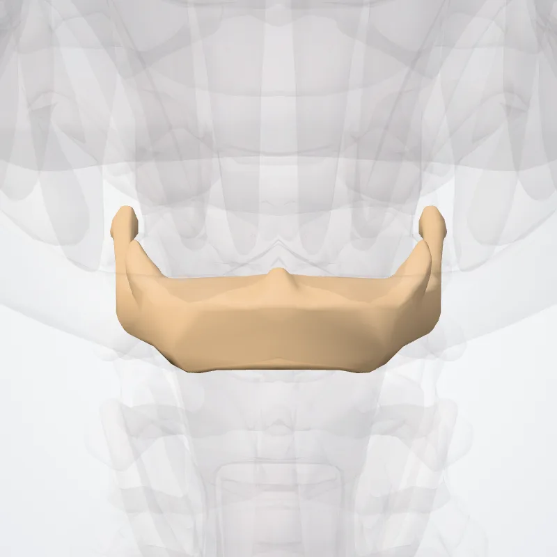 Os hyoideum (Hyoid bone) hervorgehoben in einem 3D-Modell des menschlichen Körpers