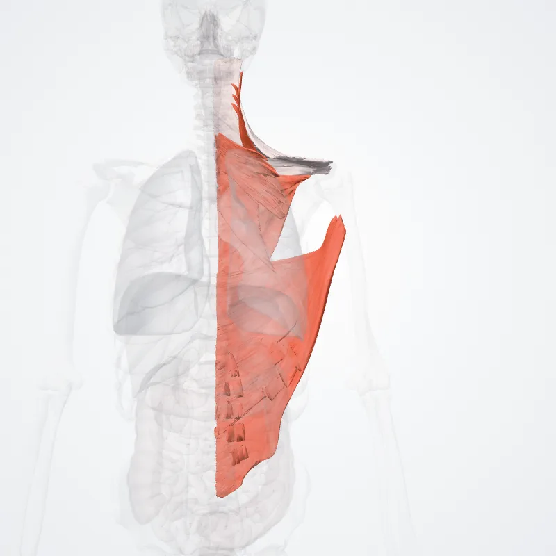 Hypaxial muscles of back (Musculi hypaxiales dorsi) highlighted in a 3D model of the human body
