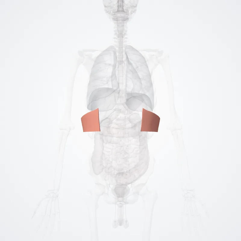 Regio hypochondriaca (Hypochondriac region) hervorgehoben in einem 3D-Modell des menschlichen Körpers