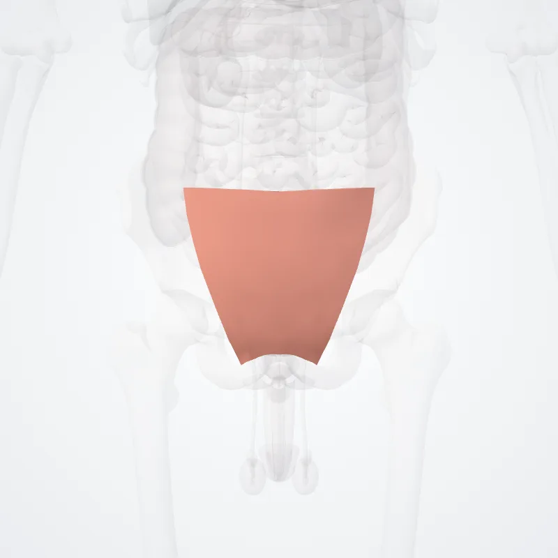 Regio hypogastrica (Hypogastric region) hervorgehoben in einem 3D-Modell des menschlichen Körpers