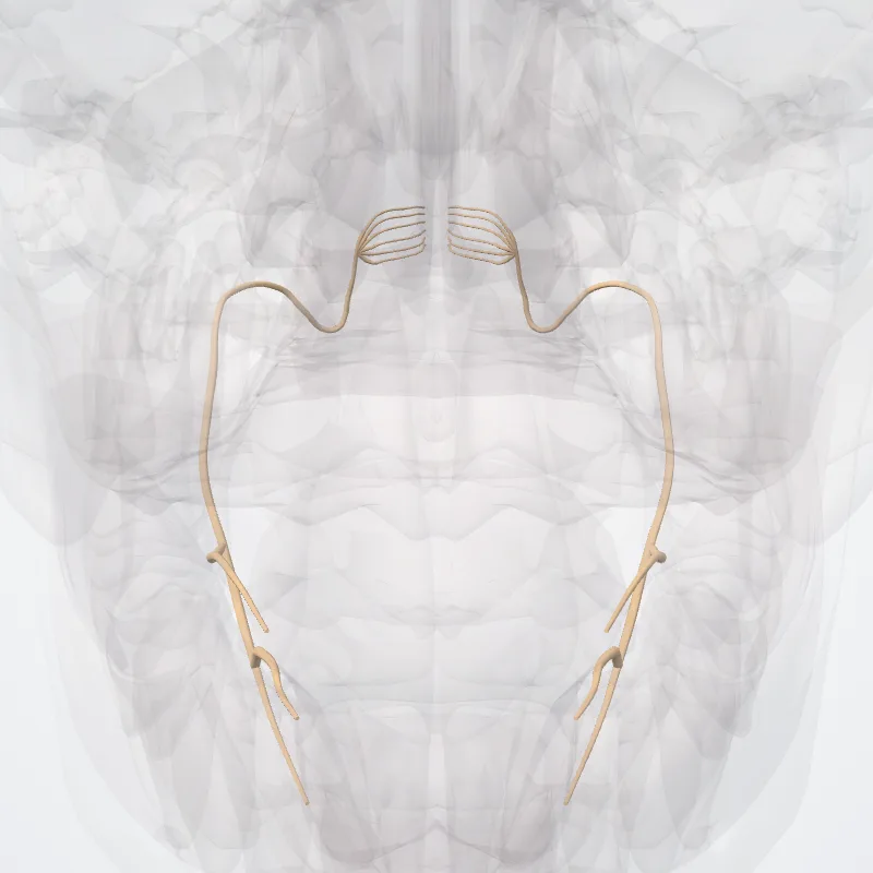 Nervus hypoglossus (XII) (Hypoglossal nerve (XII)) hervorgehoben in einem 3D-Modell des menschlichen Körpers