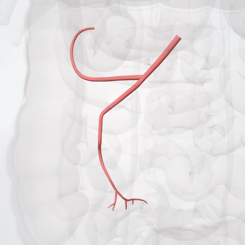 Arteria ileocolica (Ileocolic artery) hervorgehoben in einem 3D-Modell des menschlichen Körpers