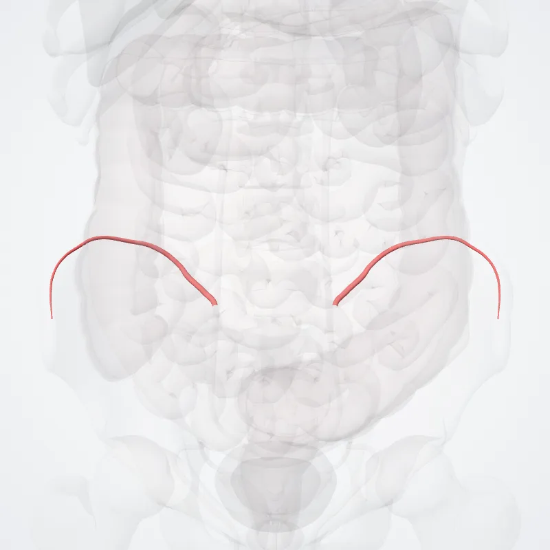 Ramus iliacus arteriae iliolumbalis (Iliacus branch of iliolumbar artery) hervorgehoben in einem 3D-Modell des menschlichen Körpers