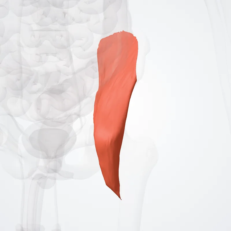 Musculus iliacus (Iliacus muscle) hervorgehoben in einem 3D-Modell des menschlichen Körpers