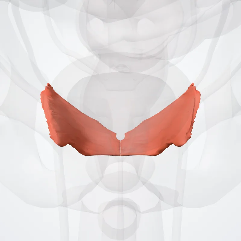 Musculus iliococcygeus (Iliococcygeus muscle) hervorgehoben in einem 3D-Modell des menschlichen Körpers