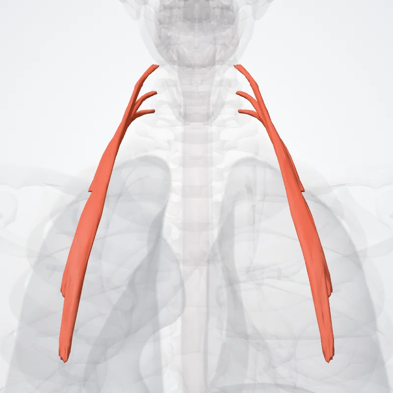 Musculus iliocostalis colli (Iliocostalis colli muscle) hervorgehoben in einem 3D-Modell des menschlichen Körpers
