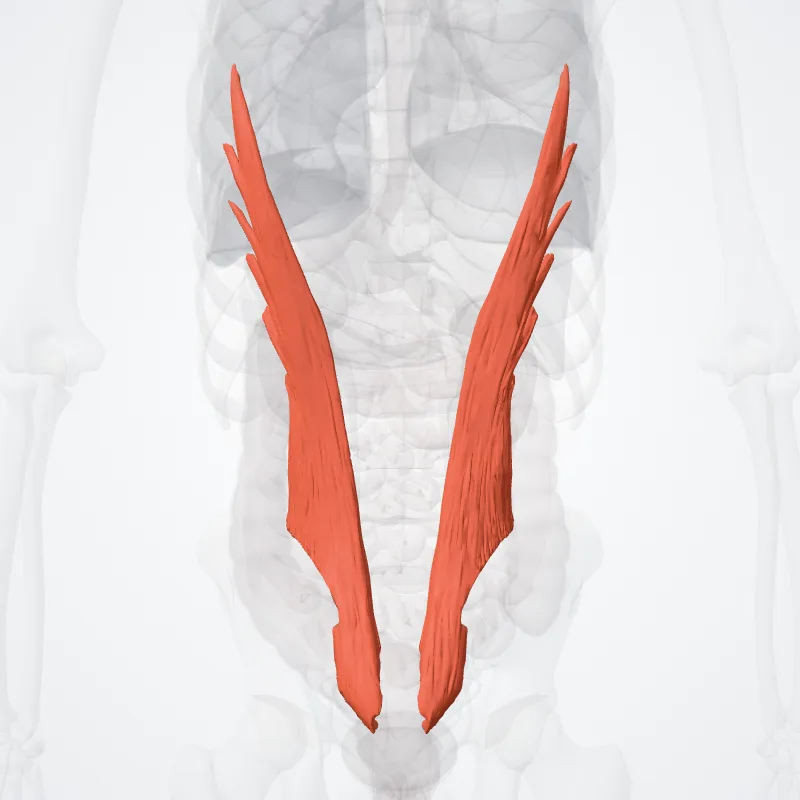 Musculus iliocostalis lumborum (Iliocostalis lumborum muscle) hervorgehoben in einem 3D-Modell des menschlichen Körpers