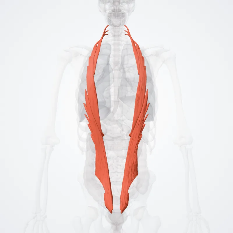Musculi iliocostales (Iliocostalis muscles) hervorgehoben in einem 3D-Modell des menschlichen Körpers
