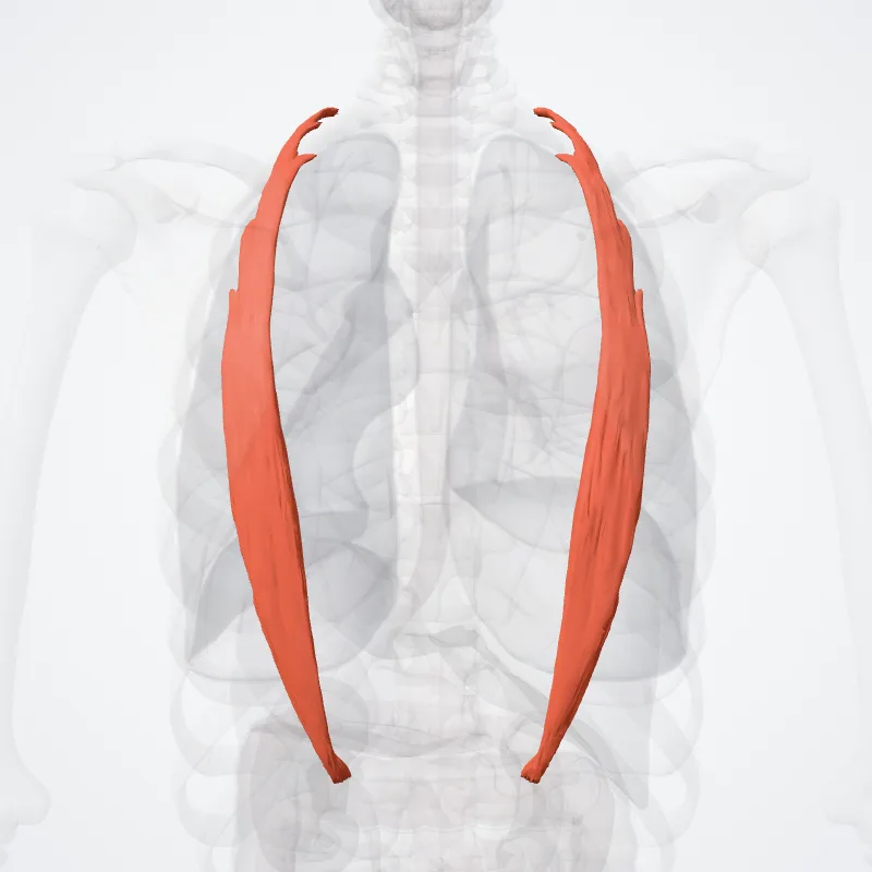 Iliocostalis thoracis muscle (Musculus iliocostalis thoracis) highlighted in a 3D model of the human body